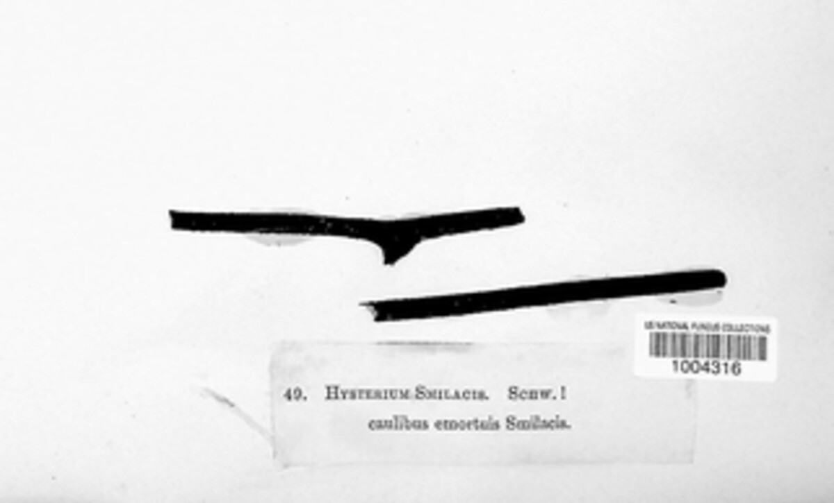 Hysterobrevium smilacis image